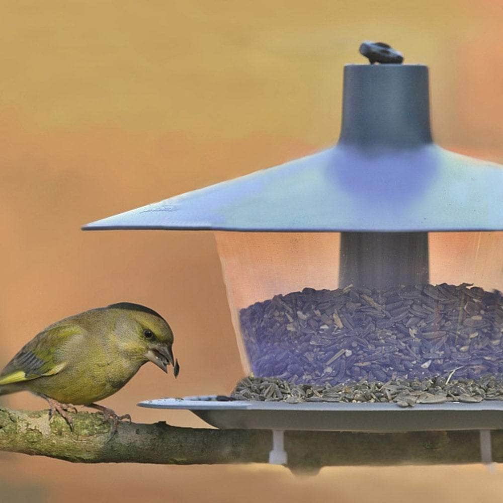 Finch Hanging Bird Feeder