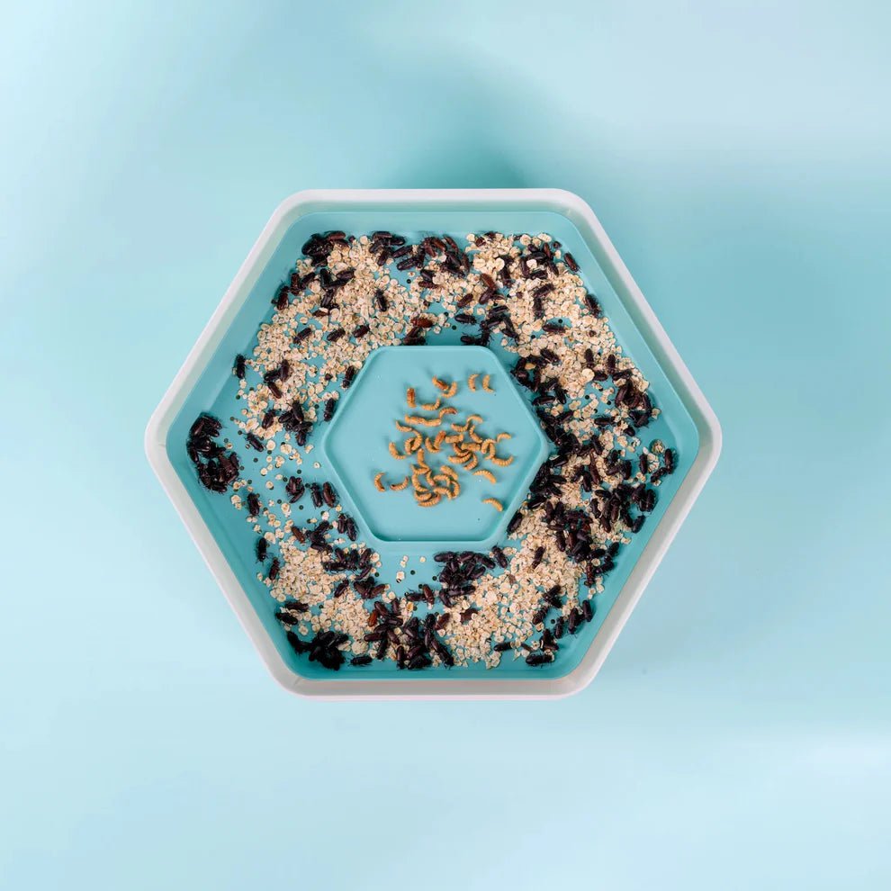 Grow your own Mealworm Bug Factory