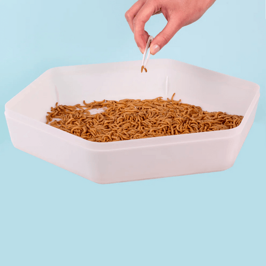 Mealworm Bug Factory Extra Tray