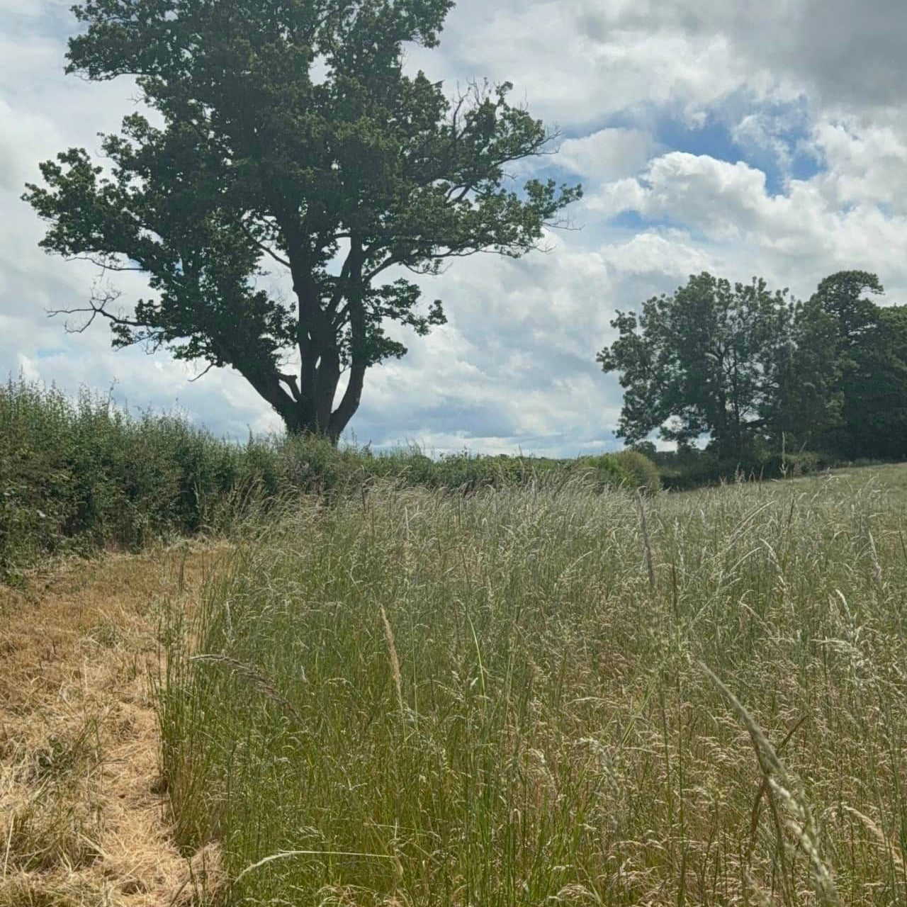 The Field Club — Birdseed, by the Field - Preorder now first first delivery in November 2026