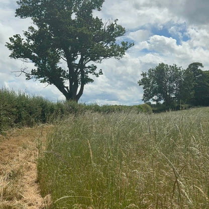 The Field Club — Birdseed, by the Field - Preorder now first first delivery in November 2026