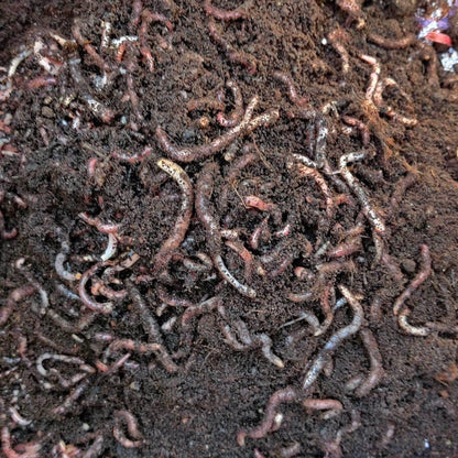 Worm Farm Restarter Pack for any Worm Composter