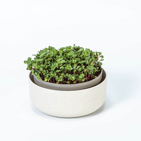 Microgreens + Regrow - Wholesale