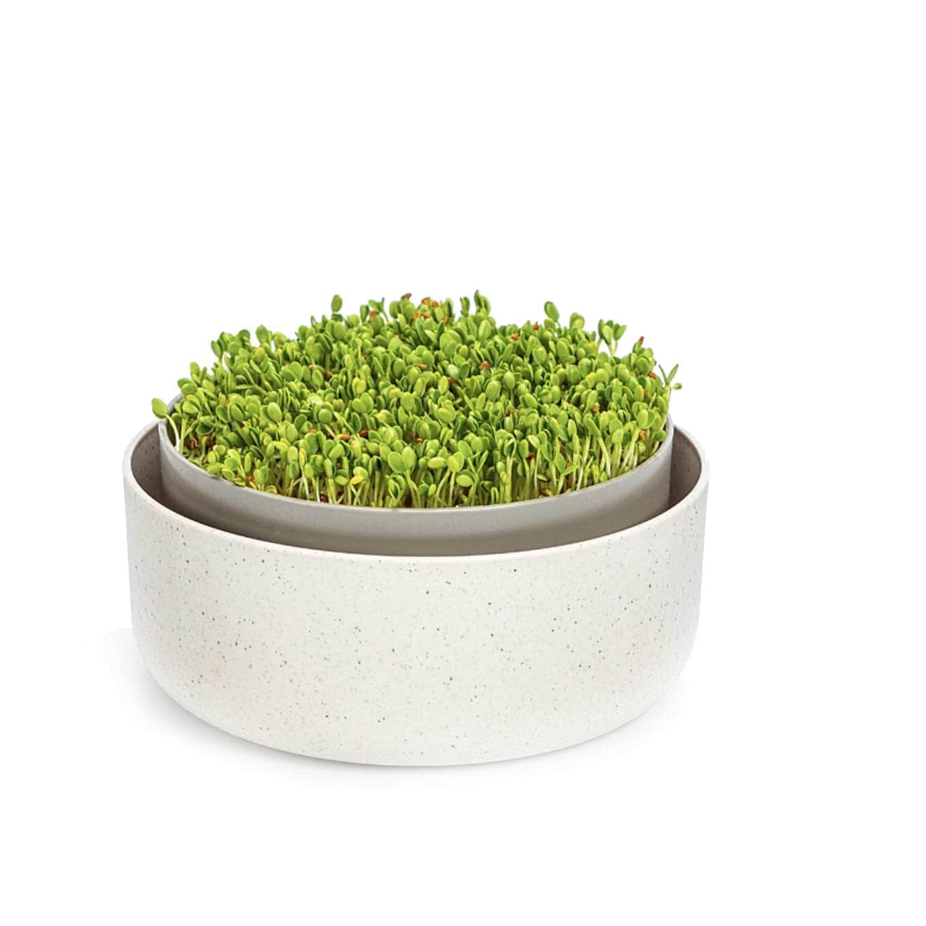 Microgreens + Regrow - Wholesale