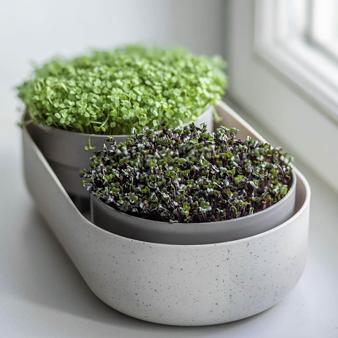 Microgreens + Regrow - Wholesale