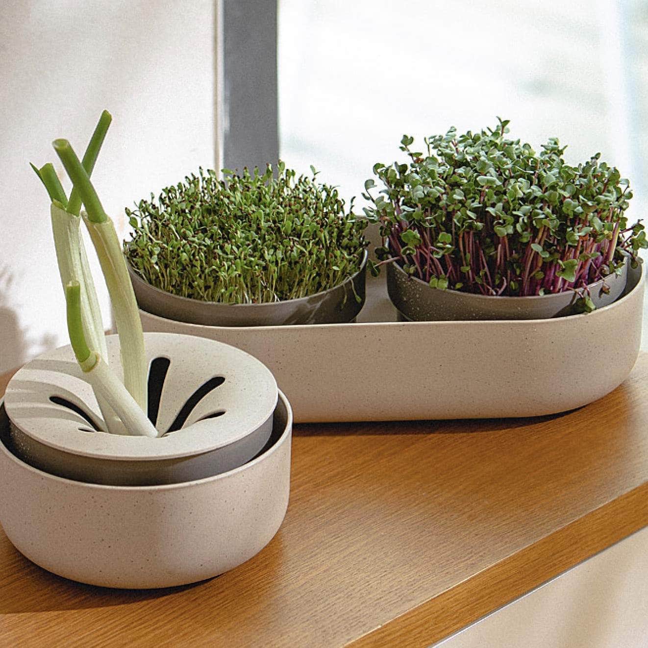 Microgreens + Regrow - Wholesale