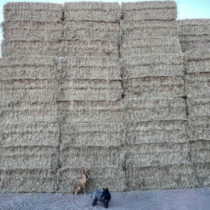 Click & Collect Grass Seed - Homegrown On Our farm 2kg