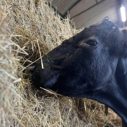 Click & Collect Grass Seed - Homegrown On Our farm 2kg