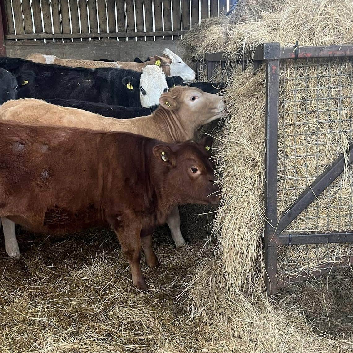 Click & Collect Grass Seed - Homegrown On Our farm 2kg