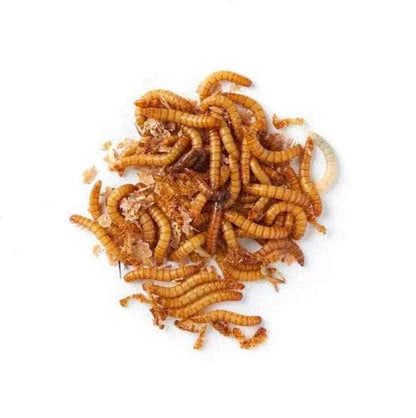 Live Mealworms