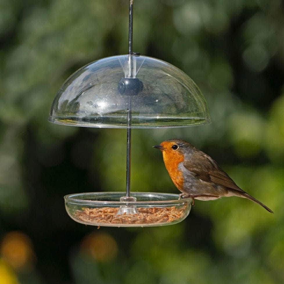 I Love Robins Pearl Feeder