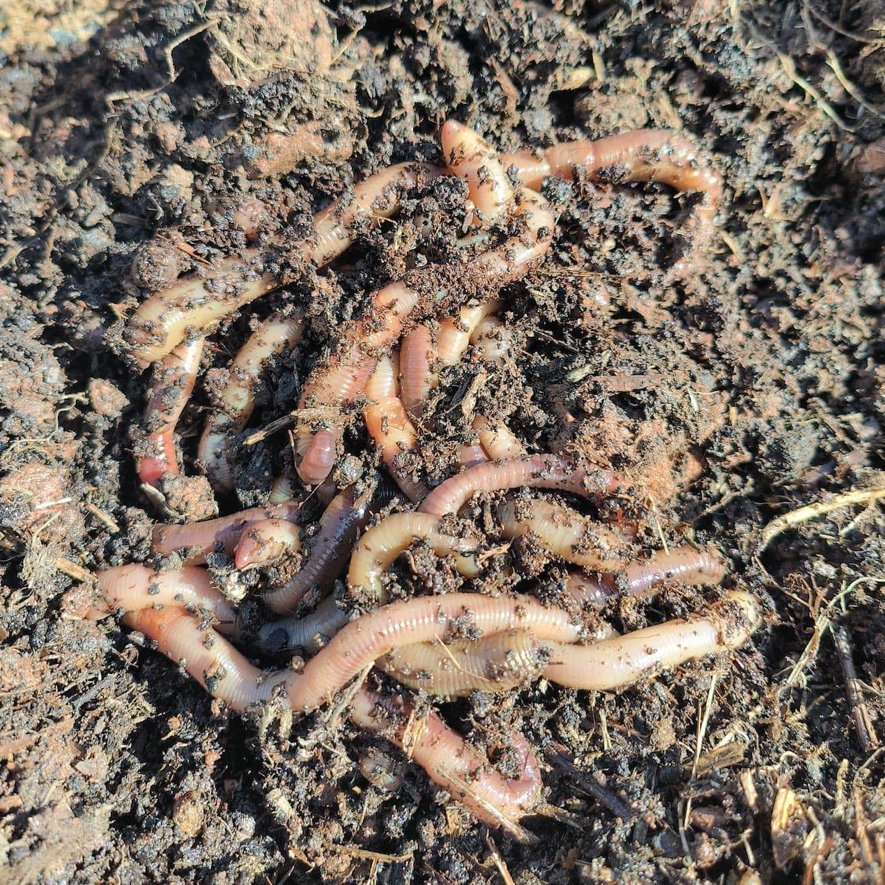 Wiggly Wigglers Garden Worms