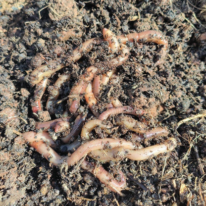 Wiggly Wigglers Garden Worms