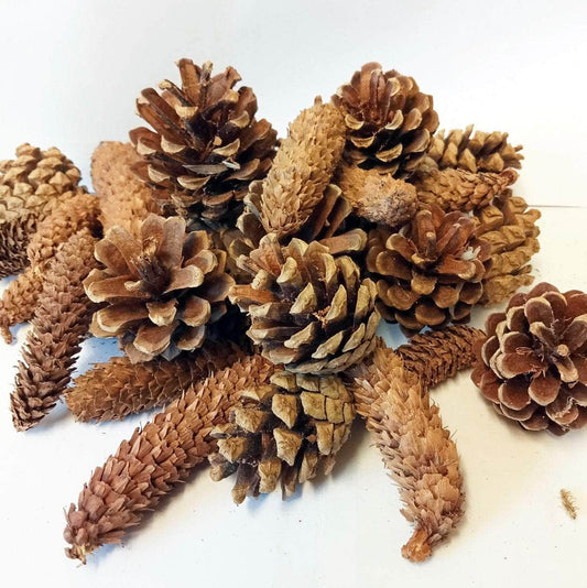 Wiggly Fir Cones