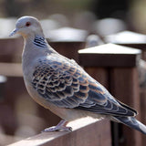 Turtle Dove Mix 6kg