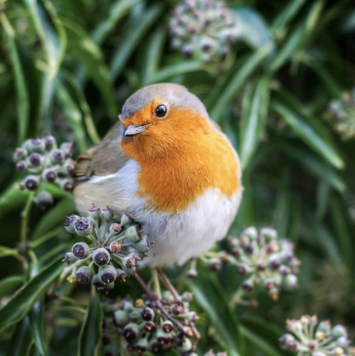 Subscribe & Save Wiggly Seasonal Seed Mix