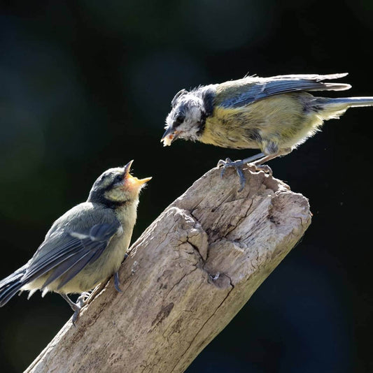 Subscribe and Save Birdy Box