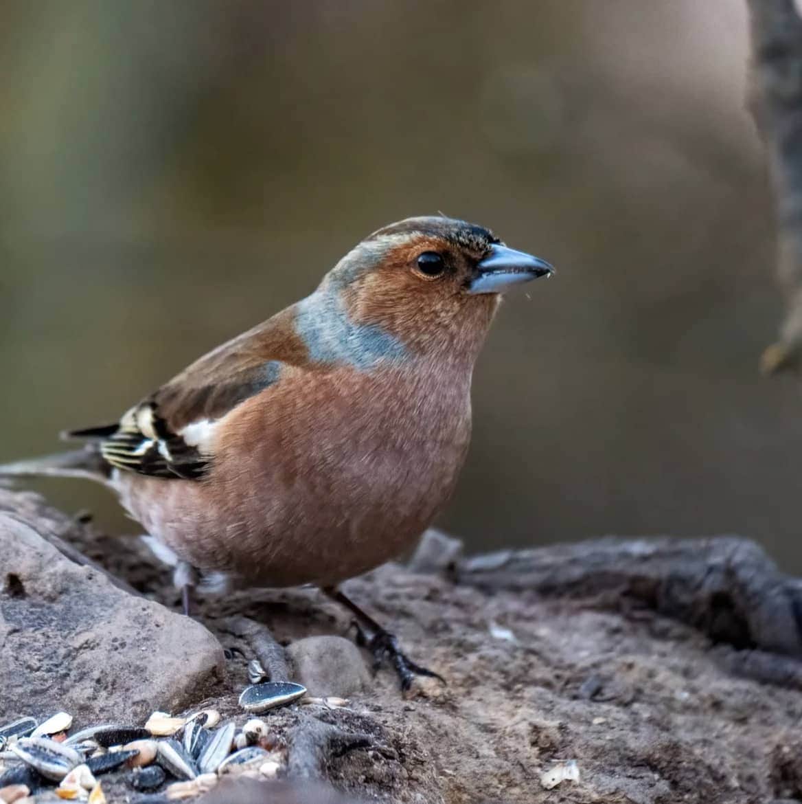 Wiggly Seasonal Seed Mix