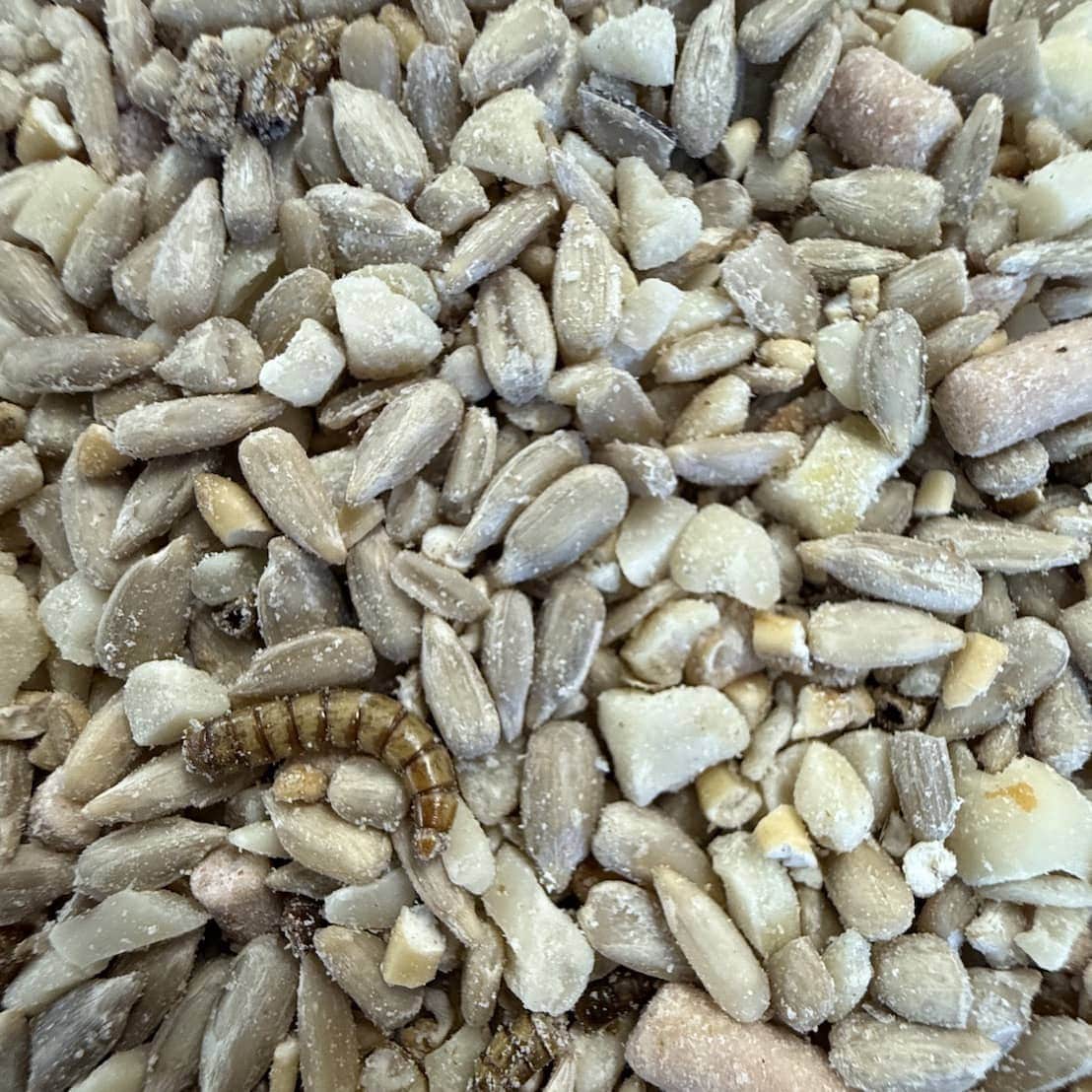 Wiggly Seasonal Seed Mix - Autumn Mix