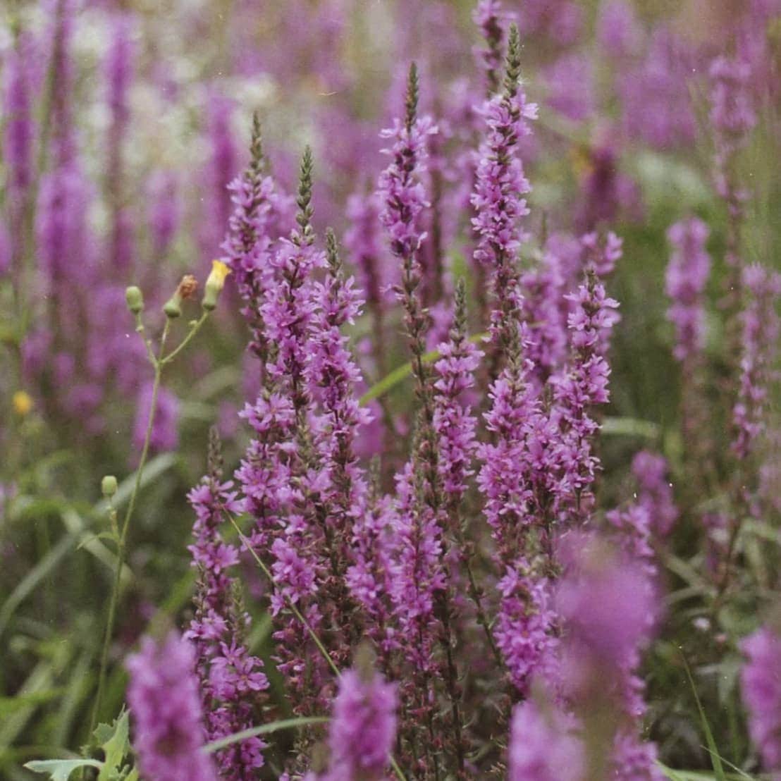 🎋 Tip in a Marginal