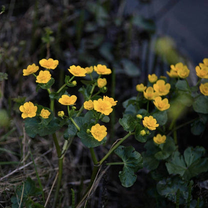 🎋 Tip in a Marginal