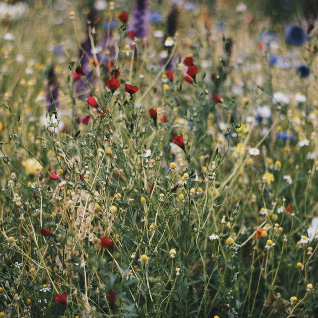 🌸 Tip in Wildflowers