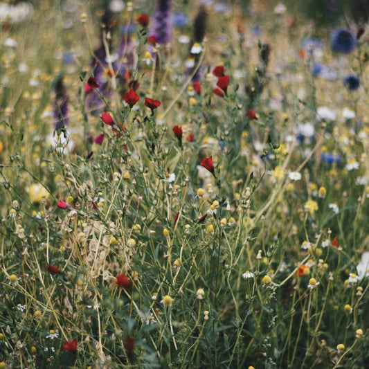 🌸 Tip in Wildflowers