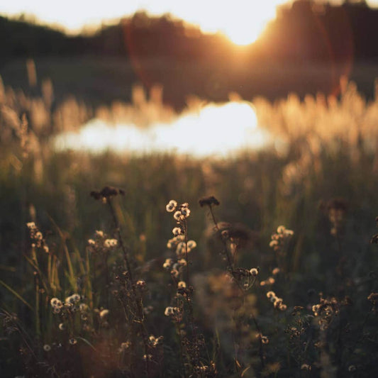 🌸 Tip in Wildflowers