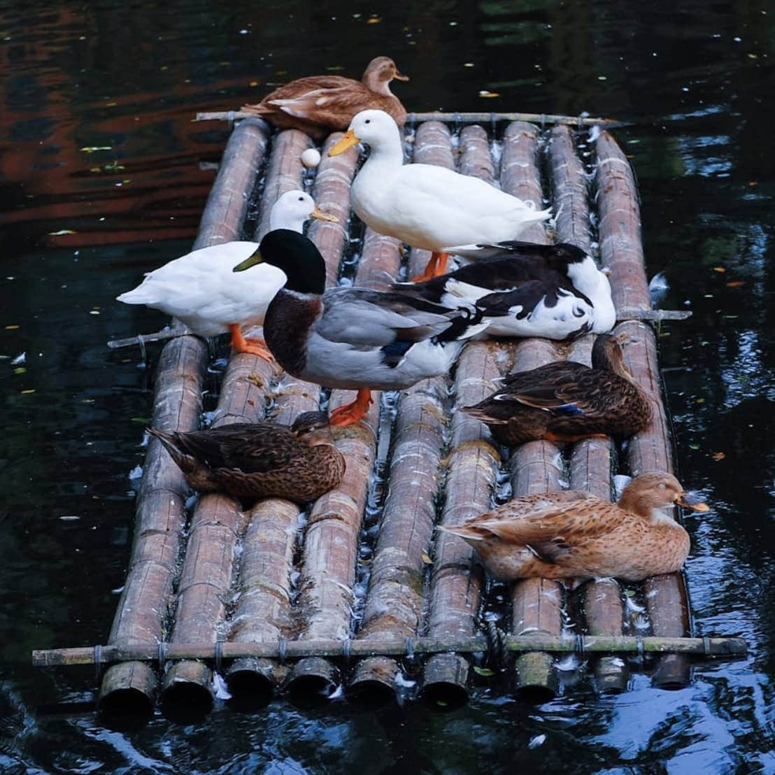 🦆 Tip in a Duck Raft