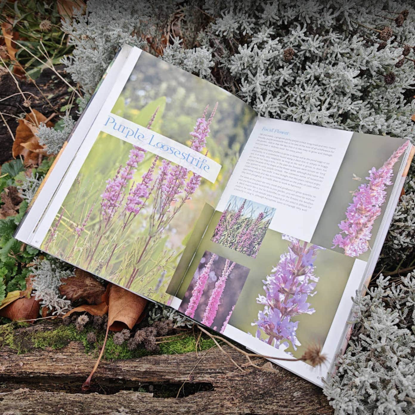 Bringing a Garden to Life