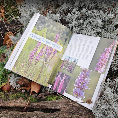 Bringing a Garden to Life