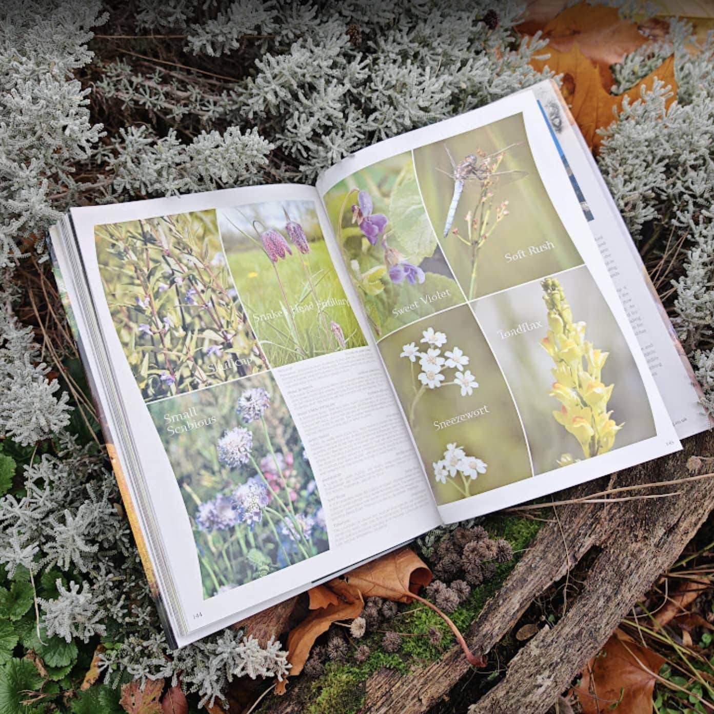 Bringing a Garden to Life