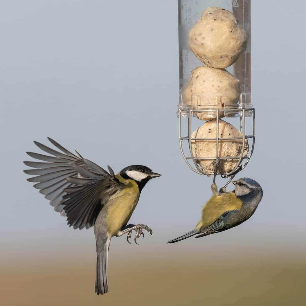 Subscribe and Save Birdy Box - Small