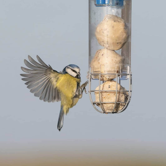 Click & Collect British Super Suet Fatballs 4.5kg