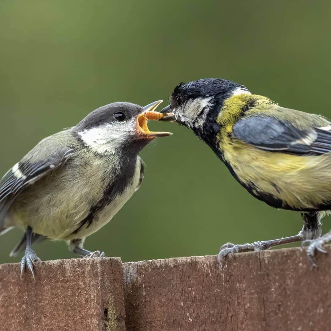 LIVE! Mealworms 3-Month Gift Subscription