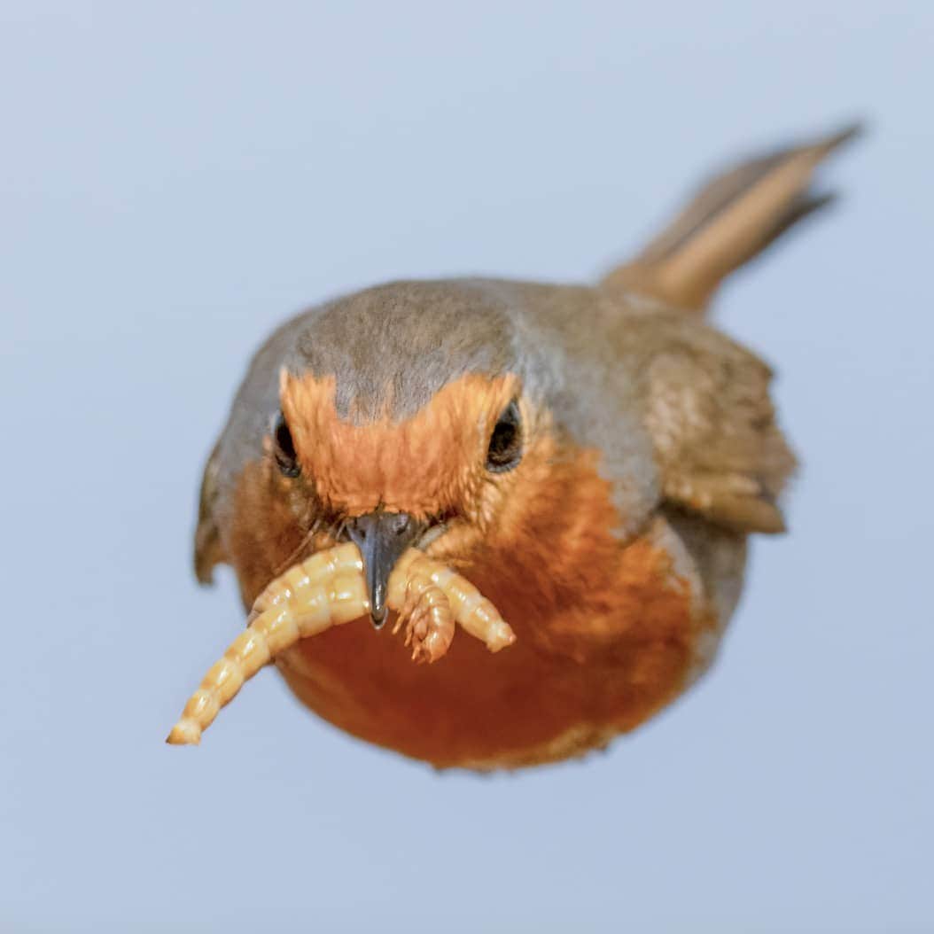 LIVE! Mealworms 3-Month Gift Subscription