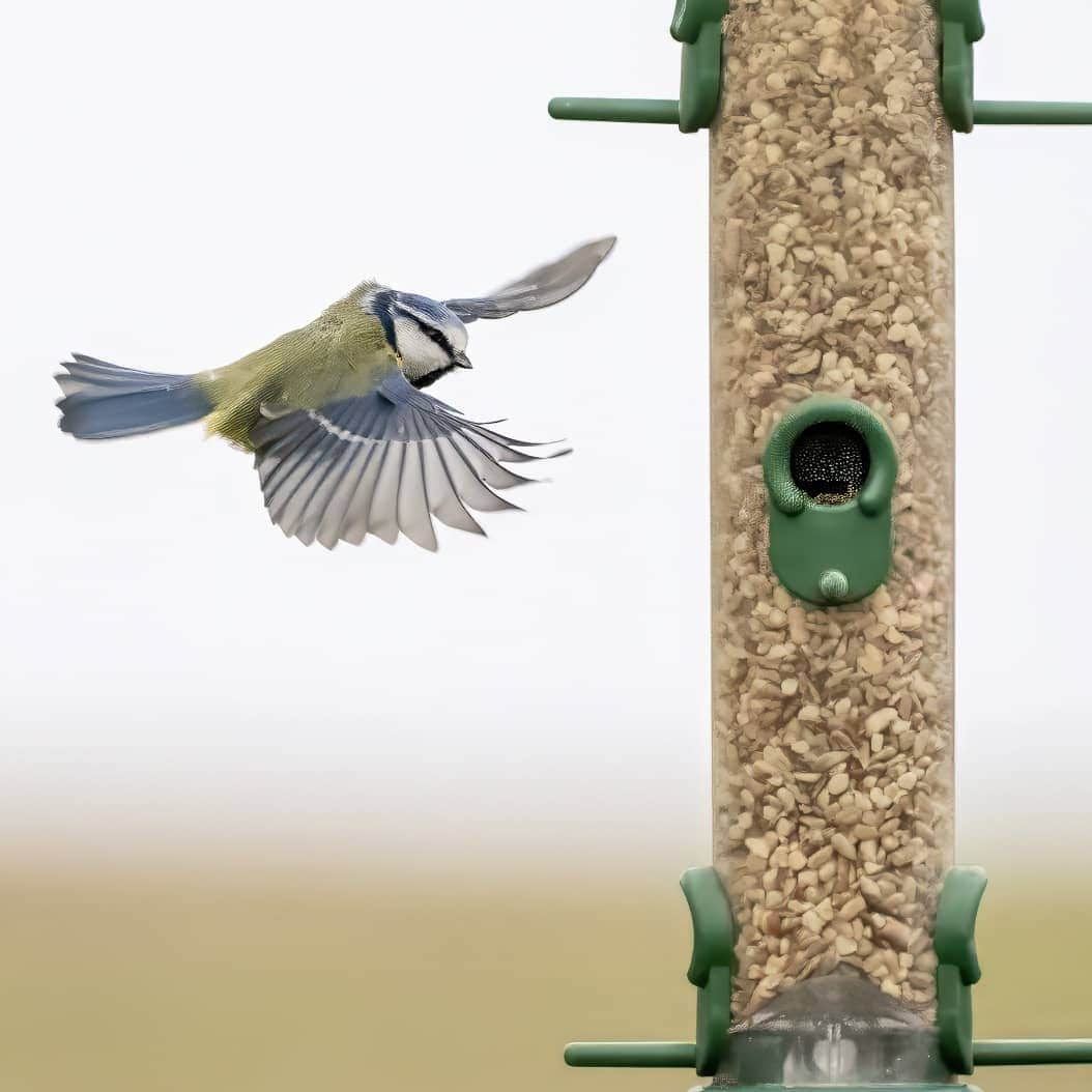 Winter Wiggly Seasonal Seed Mix