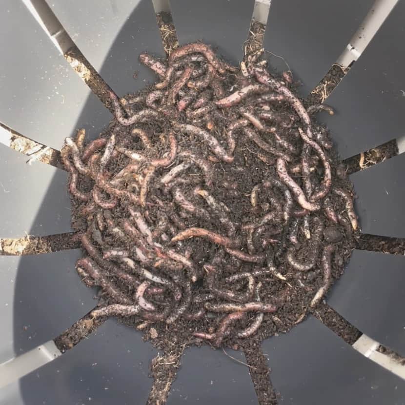 worms in house plant In-Ground Worm Farm Complete Kit – Turn Kitchen Waste into Living Soil – Wiggly Wigglers