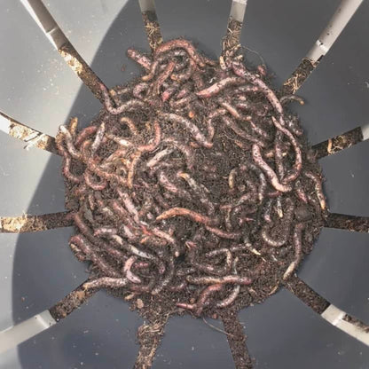 In-Ground Worm Farm Complete Kit – Turn Kitchen Waste into Living Soil (Raised Beds & Gardens)