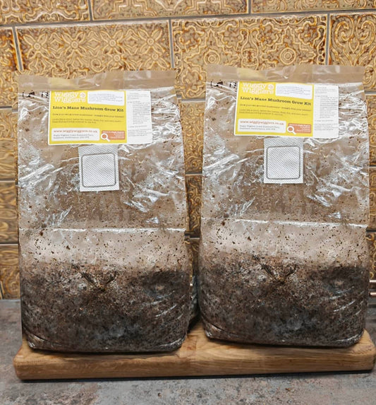 2x Lion’s Mane Mushroom Grow Kits - Preorder Now to be Delivered from 24th June