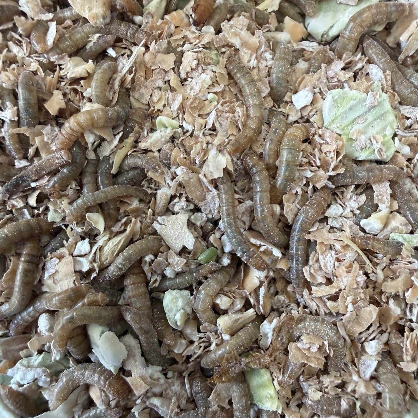 Wiggly Farm Blend for Live Mealworms