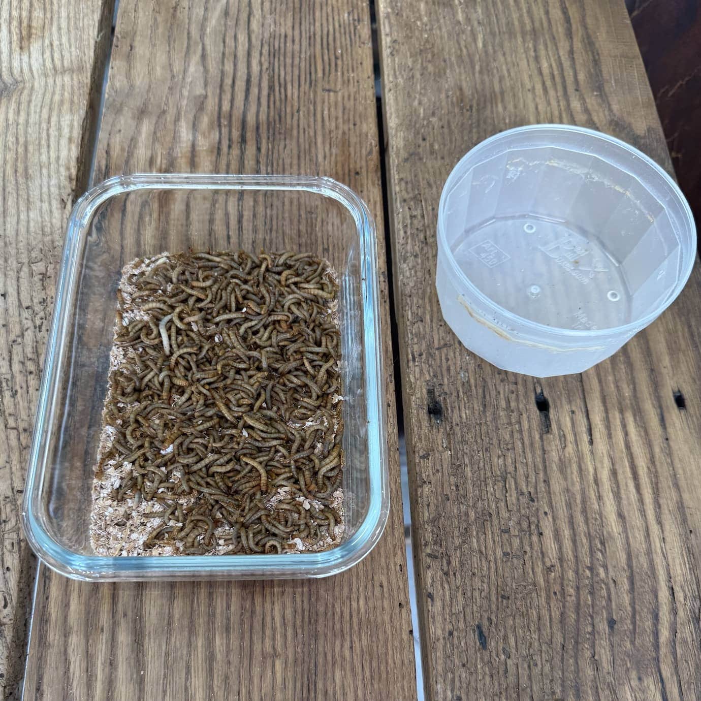 Wiggly Farm Blend for Live Mealworms