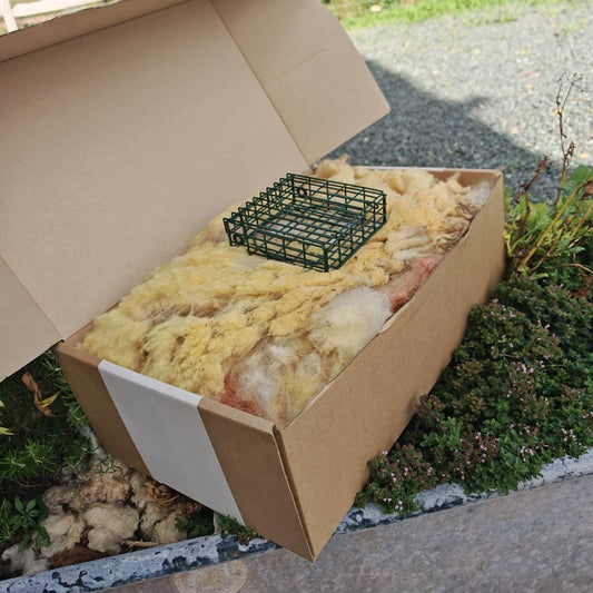 Wiggly Woolch Starter Box + Free Nesting Cage