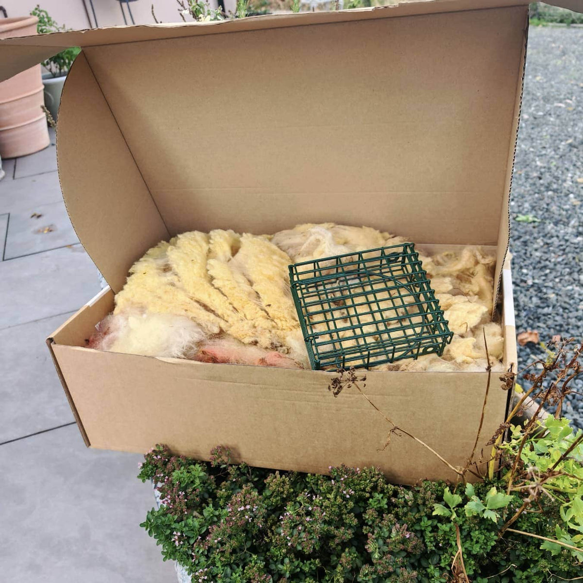 Wiggly Woolch Starter Box + Free Nesting Cage