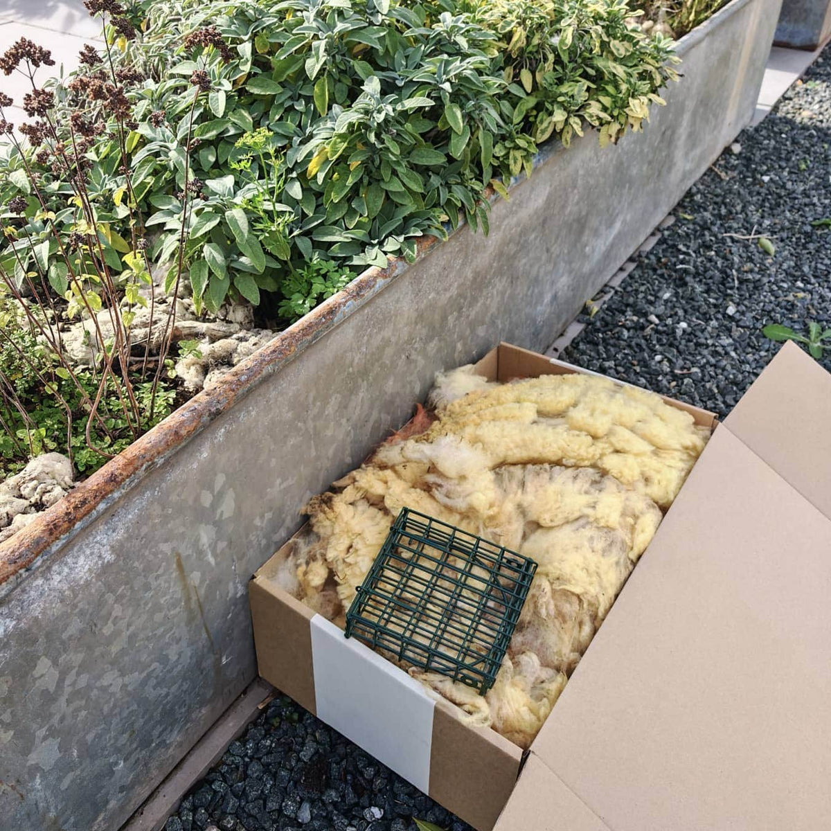 Wiggly Woolch Starter Box + Free Nesting Cage