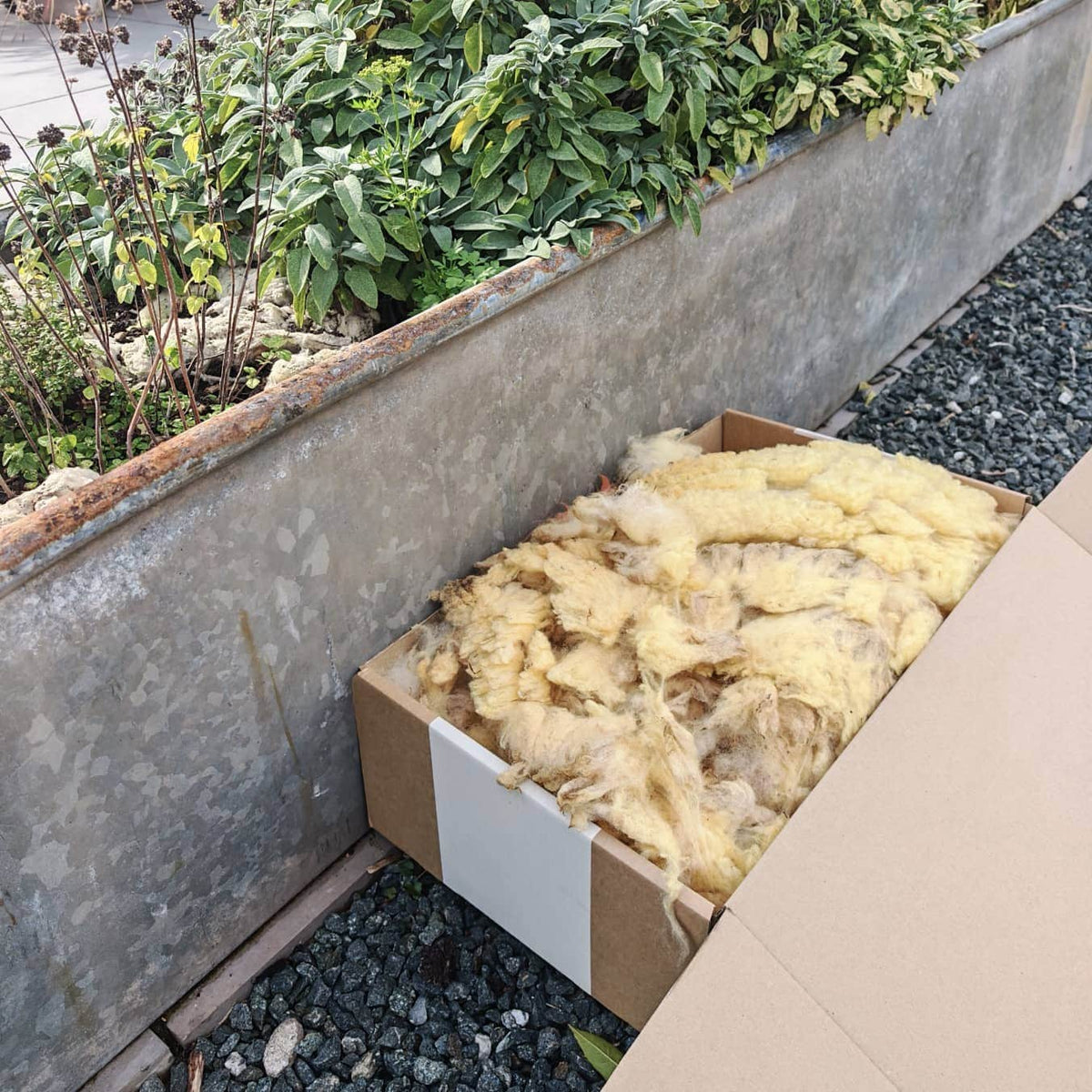 Wiggly Woolch Starter Box + Free Nesting Cage