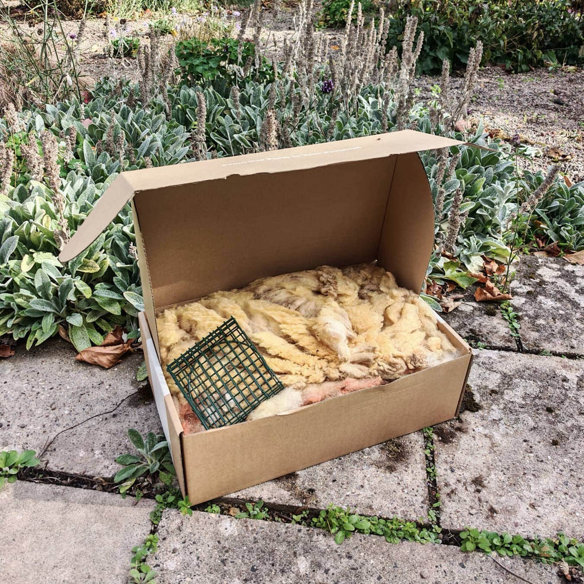 Wiggly Woolch Starter Box + Free Nesting Cage