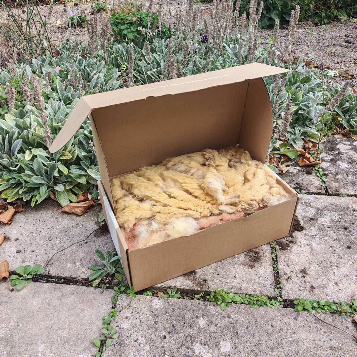 Wiggly Woolch Starter Box + Free Nesting Cage