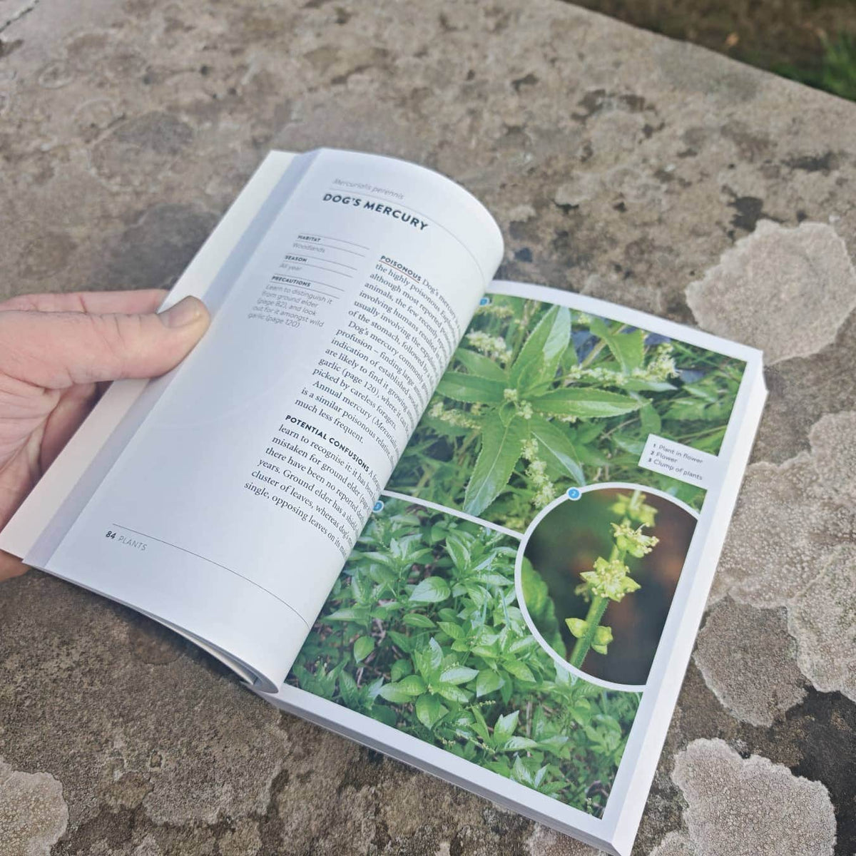 The Wild Food UK Foraging Pocket Guide