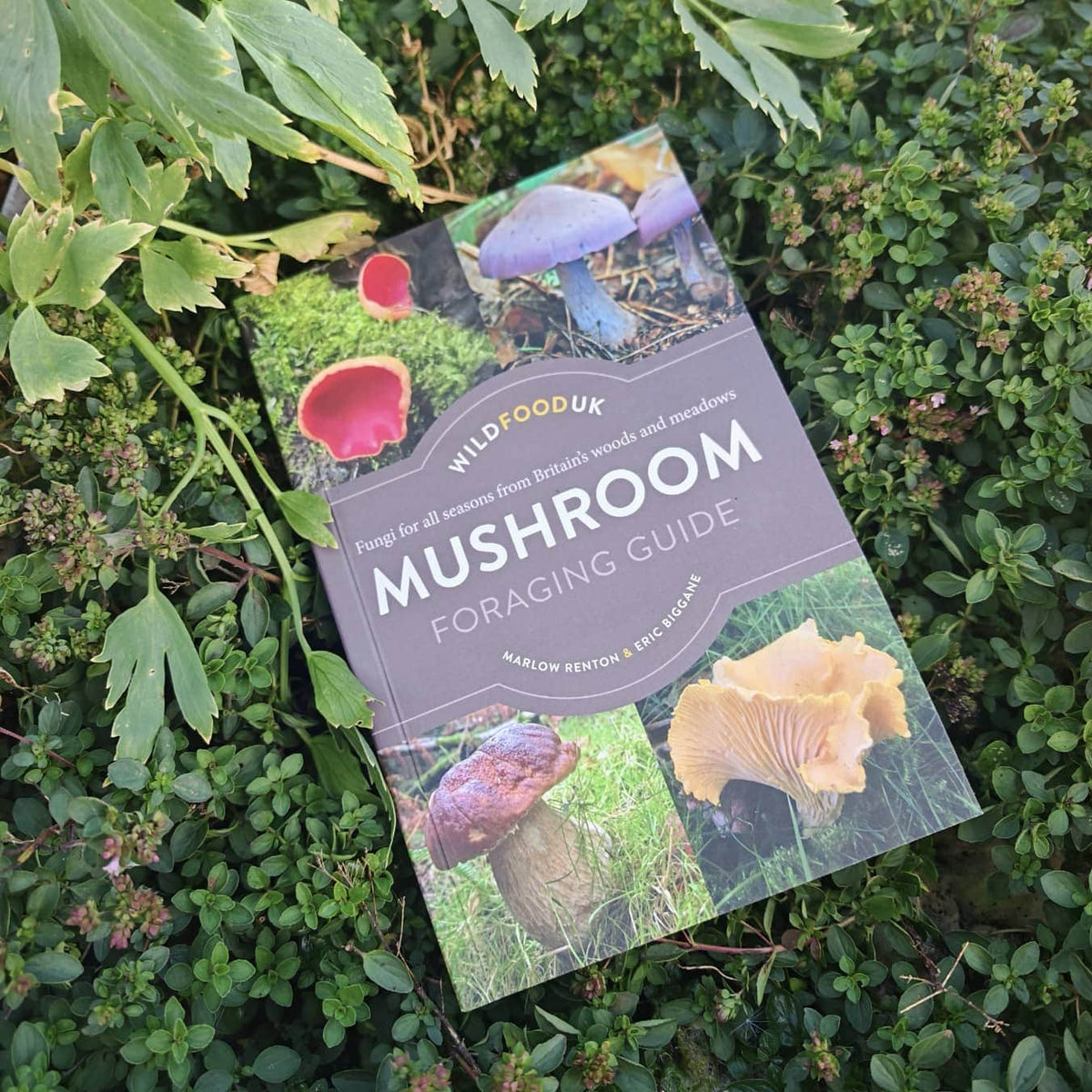 The Wild Food UK Mushroom Foraging Guide